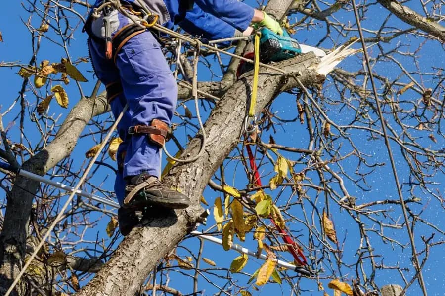 Arborist Services by Charlotte Tree Co. in Charlotte