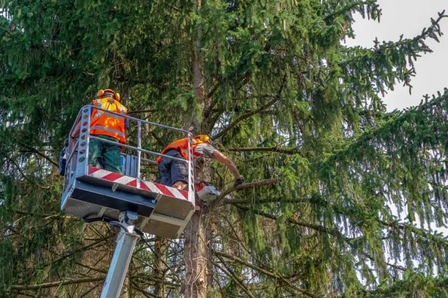 Commercial Tree Care by Charlotte Tree Co. in Charlotte